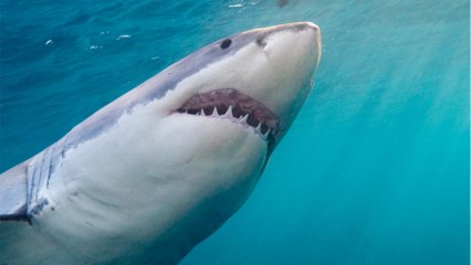 3 men barely survive after a hoard of sharks attacked them