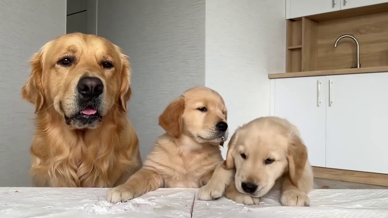 3 Golden Retrievers Review Food Together