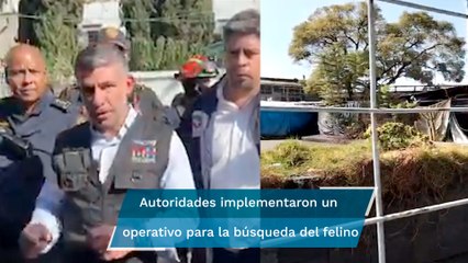 "La pantera se estaba peleando con un gato"; comerciante de Tacuba revela que  vio al felino