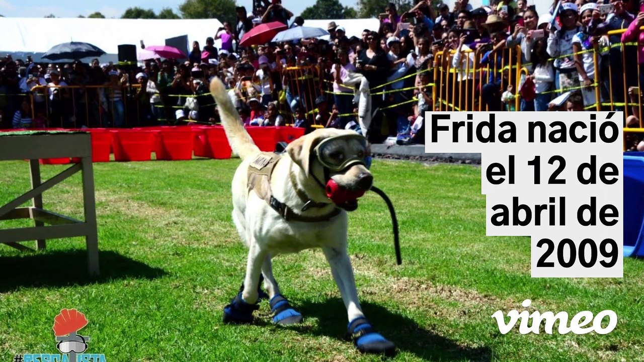 Muere Frida, la perrita rescatista de la Marina