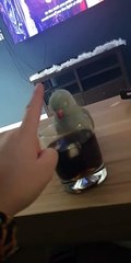 Adorable Talking Parrot Wants to Quench Her Thirst With Rum __ PETASTIC