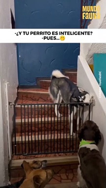 Cuando tu perro aprende a abrir la puerta
