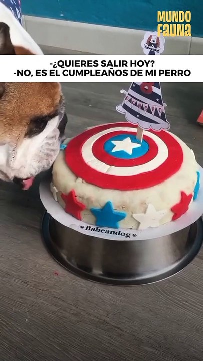 Hoy es el cumpleaños de mi perro y vienen sus amigos