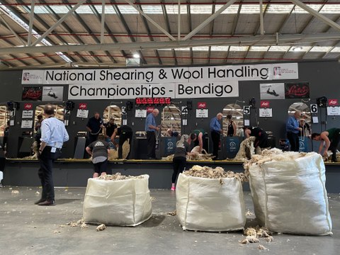 Trans Tasman Cup machine shearing I November 25 I Bendigo Advertiser