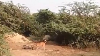 बाराबंकी: मृत गायों के शवों से ये कैसा खिलबाड़, तस्वीरें देखकर हैरान हो जायेंगे आप