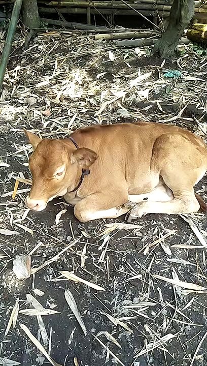 My dear calf
