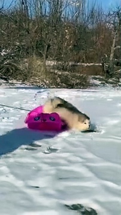 Snow Boarding
