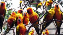 Amazing Scenes of Majestic Birds In 4K - Bird Sounds - Scenic Relaxation Film