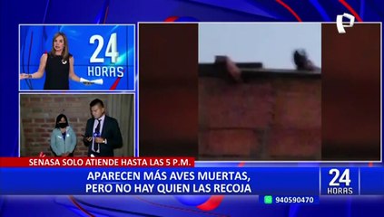 Independencia: aparecen más aves muertas pero no hay quien las recoja