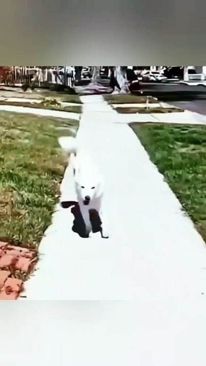 fun funy dog