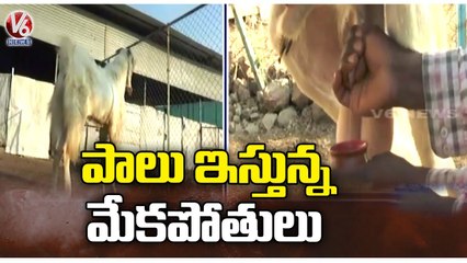 Male Goats Giving Milk Goes Shock In Burhanpur | Madhya Pradesh | V6 News