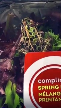 Un intrus vivant coincé dans la salade au supermarché