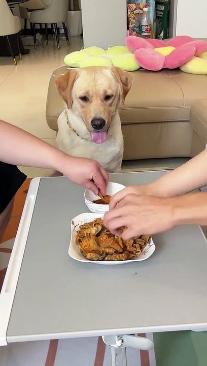 PET FUNNY