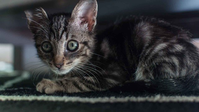 Deine Katze mag dich nicht? Das könnte der Grund sein!