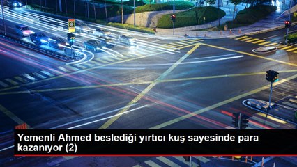 Yemenli Ahmed beslediği yırtıcı kuş sayesinde para kazanıyor (1)
