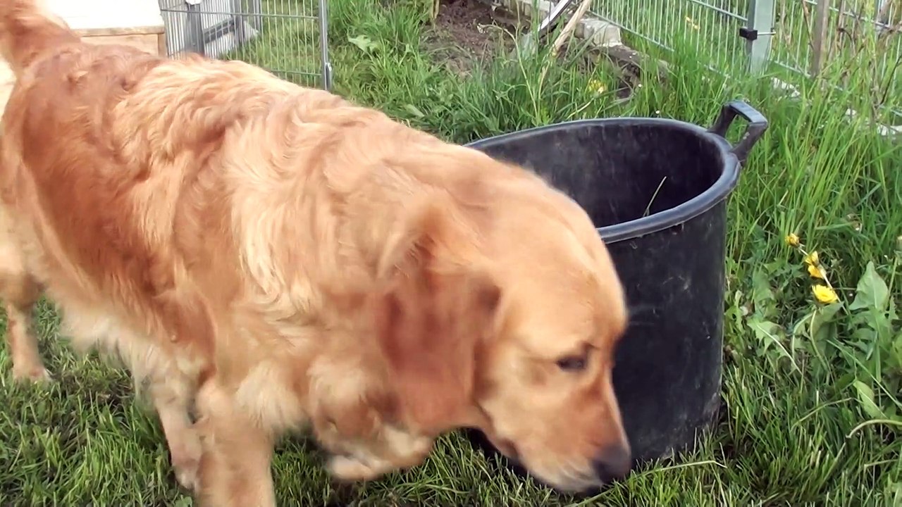Schwarm von Golden Retriever Welpen_1080p