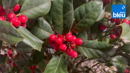 Roland Motte, jardinier : le houx, un atout déco pour votre jardin
