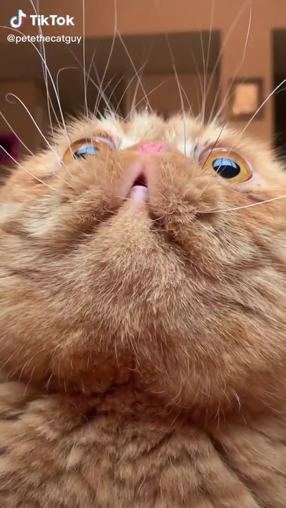 I Made This Cute Cat Compilation For You | Cute Animals Compilation