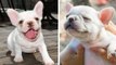 Cute Bull's Dog Will Make You Happy Every Day | HaHa Animals