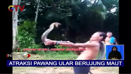 Viral di Sosmed, Aksi Pawang Ular yang Tewas Terkena Gigitan King Cobra - BIS 28_01 (1)