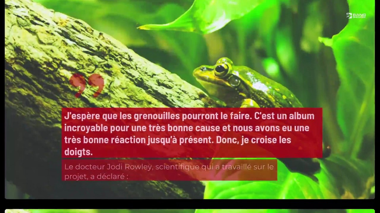 Australie : des grenouilles prêtes à détrôner Taylor Swift dans les charts !