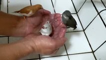 Adorable Little Birds Taking Bath in Owner's Hands