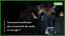 Comment transformer des excréments de vache en énergie?