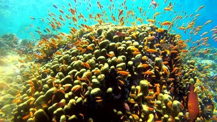 Su altı görüntü yönetmeni Tahsin Ceylan engelli birey Akçe'yle Kızıldeniz'e daldı