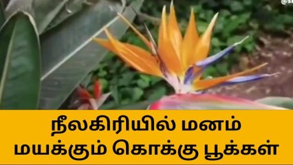 நீலகிரியில் மனம் மயக்கும் கொக்கு பூக்கள்!