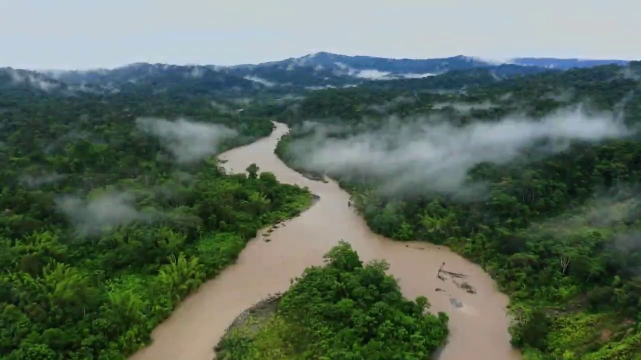 Amazon Wildlife In 4K - Animals That Call The Jungle Home _ Amazon Rainforest _ Relaxation Film