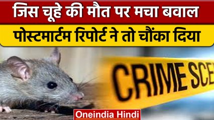 Badaun Rat Postmortem: चूहे की Postmortem Report ने खोला राज, कैसे हुई थी मौत |वनइंडिया हिंदी |*News