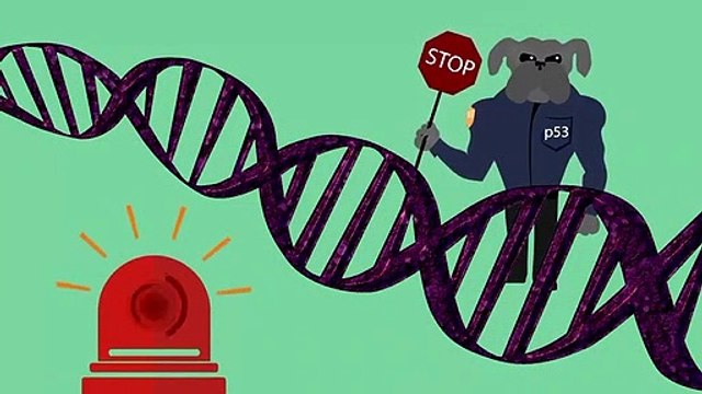 p53 Tumour Suppressor and MDM2_HIGH | p53 tumor suppressor gene | SIMPLEST explanation !
