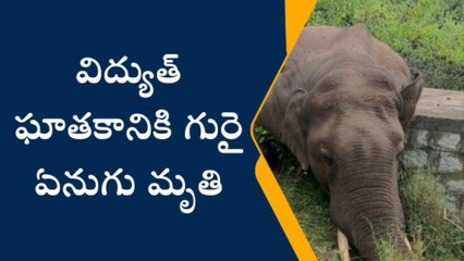 పూతలపట్టు: విద్యుత్ షాక్... అక్కడికక్కడే ఏనుగు మృతి