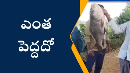 వలకు చిక్కిన భారీ చేప...ఆసక్తిగా తిలకించిన గ్రామస్తులు