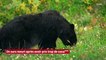 Un ours meurt après avoir pris trop de coca*** !