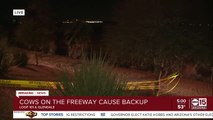 Cattle truck crashes, cattle loose on Loop 101