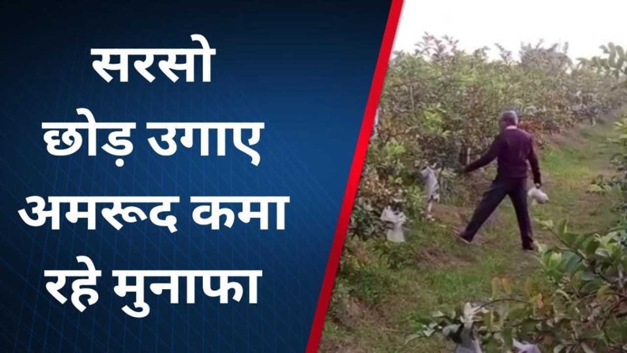 भिंड: शिक्षक ने अमरूद की खेती को बनाया कमाई का जरिया ,देखें खास खबर