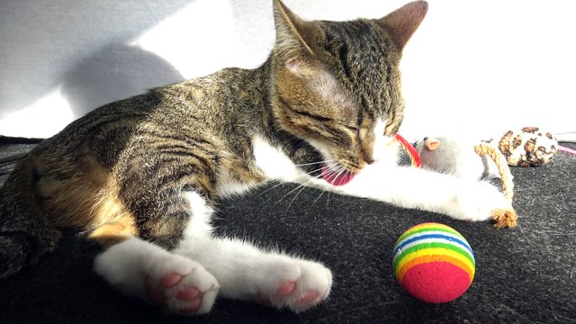 Kitten Sits among His Toys