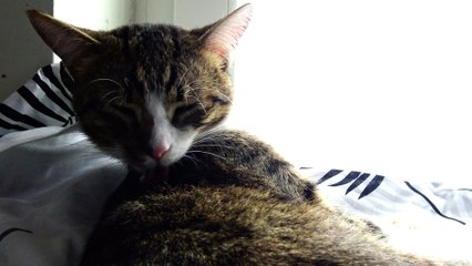 Kitten Sits on the Window Sill