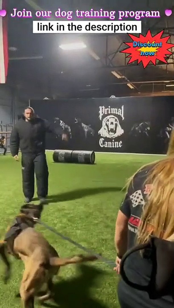 ⁣Brain training for dog _ Dog training _#shorts #Dogtarining (1)