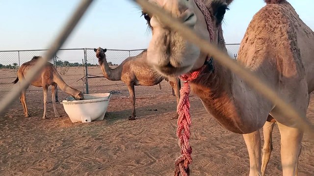 camels।। উট।।video।।Arabia camels।।Camels Animal OverviewBreedsNewsVideosLife cycle Image Result Image Result Image Result Image Result Image Result Image Result Image Result Im