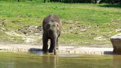 Baby Elephant Playing With Water