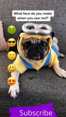 Top Funny Cute Dog Videos and TIKTOK Compilation short 11