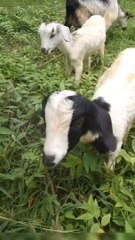 Cute Goat Eating Grass
