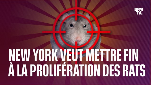 La mairie de New York cherche un chef sanguinaire pour mettre fin à la prolifération des rats