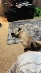 Cat Refuses to Move for Roboto Vacuum