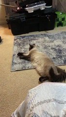 Cat Refuses to Move for Roboto Vacuum