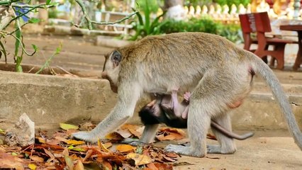 Sweetie Clip....Young Mommy With Newborn Finding Food Really Sweetly