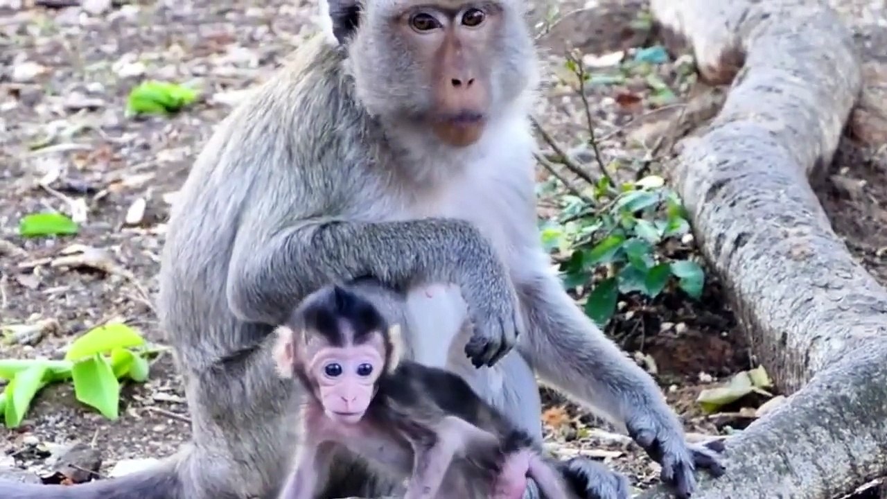 Wow Really Amazing....Mother Melona Pulling Her Adorable Mino Back As He Walk Further