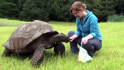 "جوناثان" أكبر السلاحف سنّا في العالم يبلغ سنواته المئة والتسعين